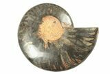 Cut & Polished Ammonite Fossil (Half) - Unusual Coloration #263640-1
